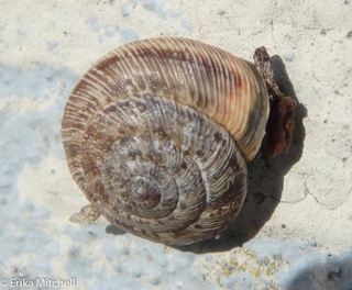 Candidula
