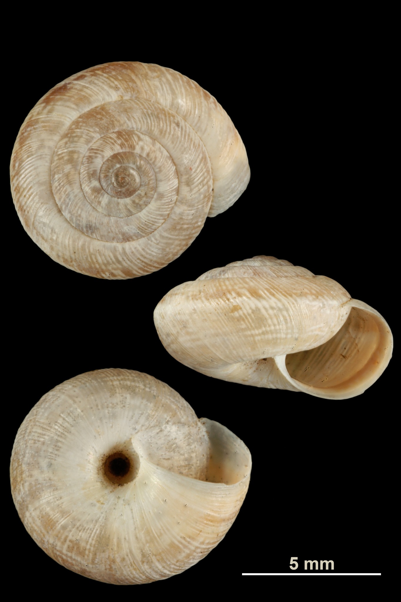 Candidula