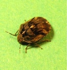 Sphyrocoris