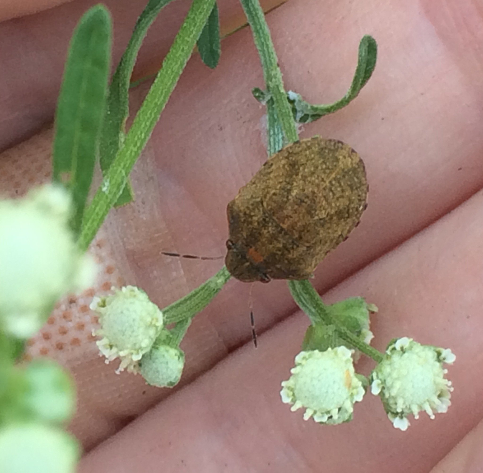 Sphyrocoris