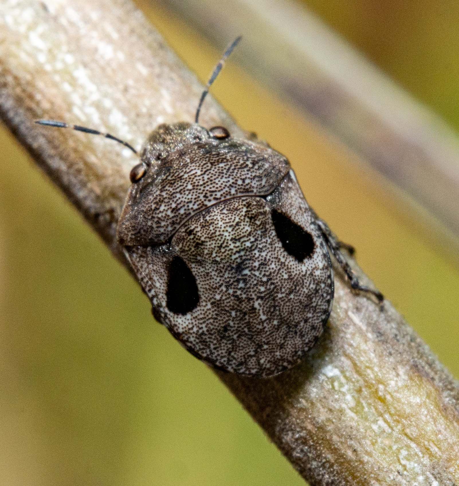 Sphyrocoris