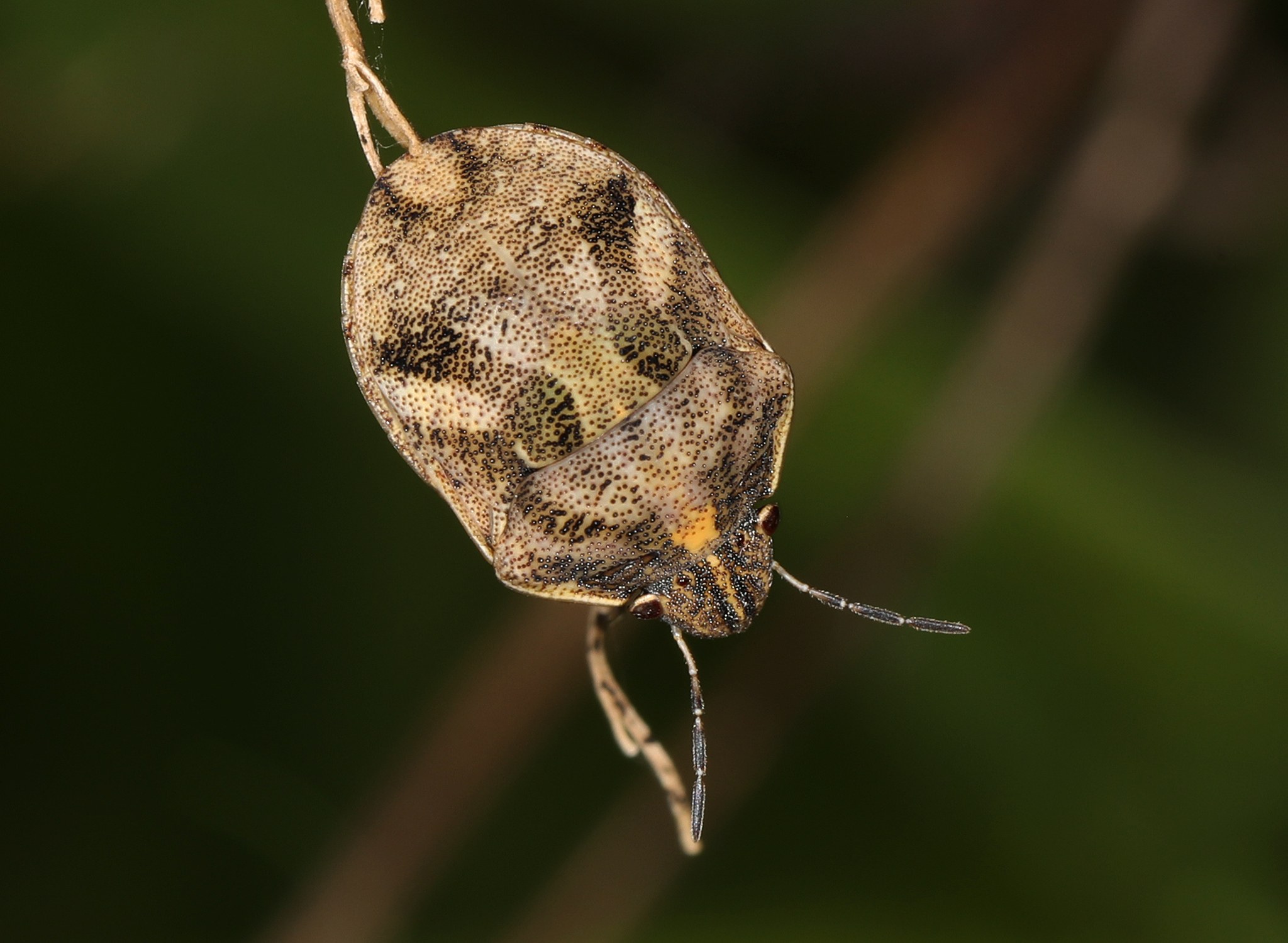 Sphyrocoris