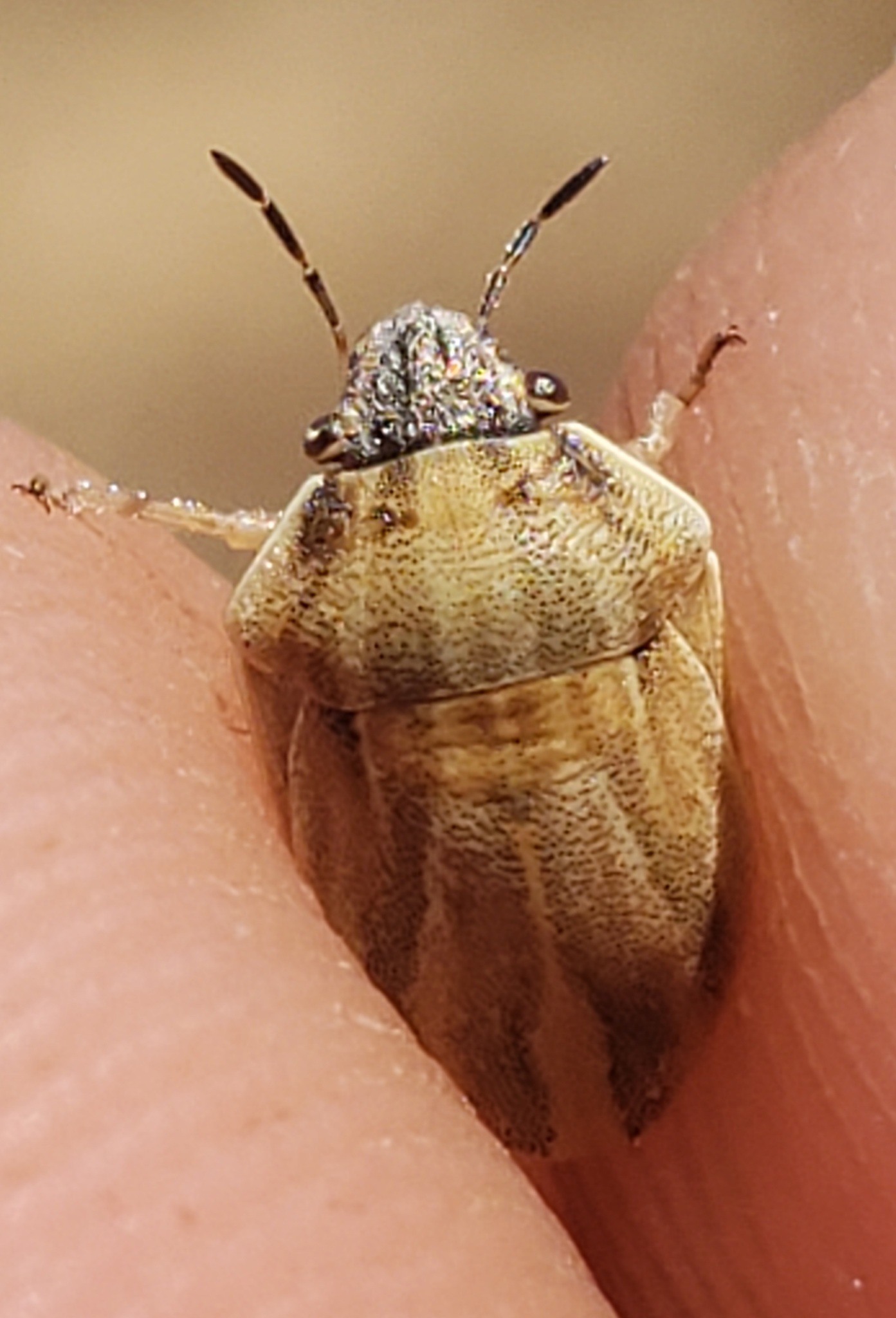 Sphyrocoris