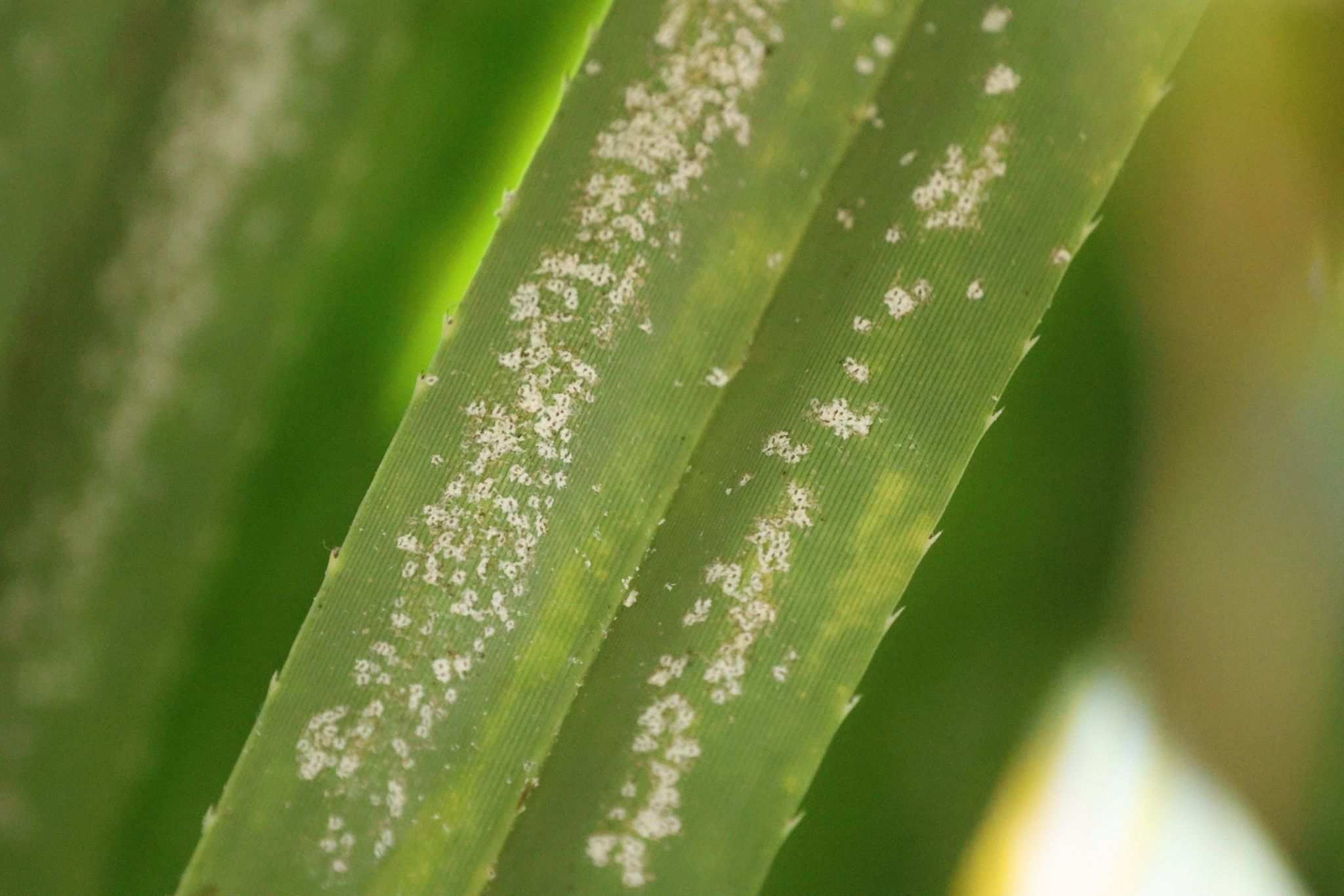 Thysanococcus pandani