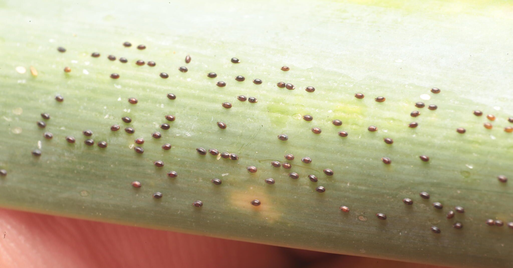 Thysanococcus pandani