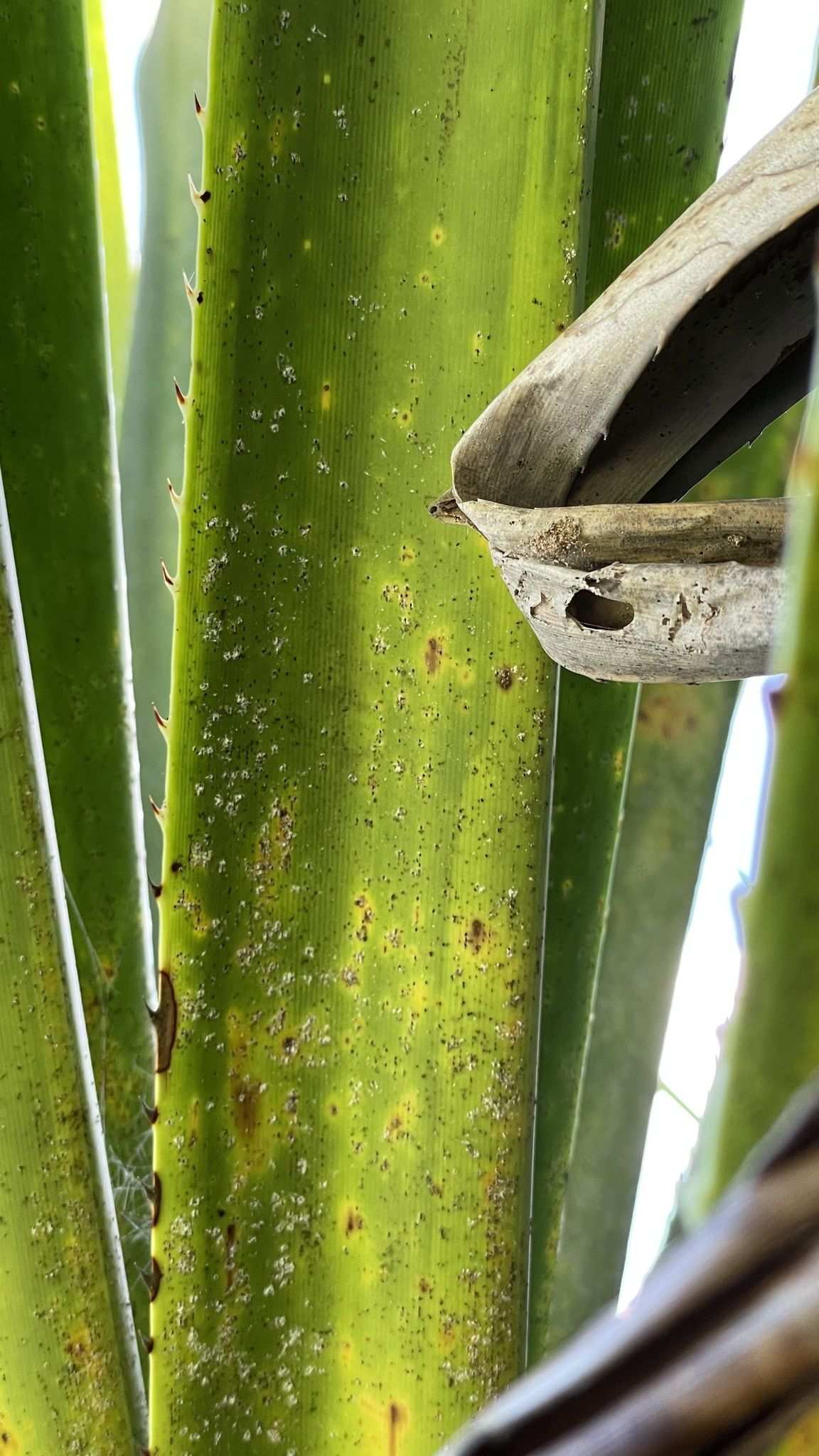 Thysanococcus pandani