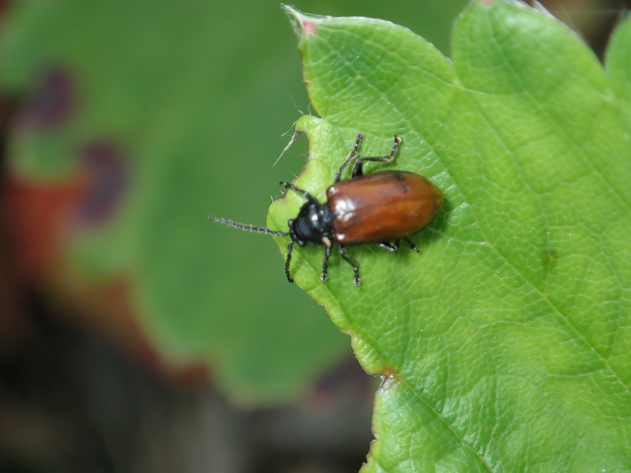 Phygasia fulvipennis