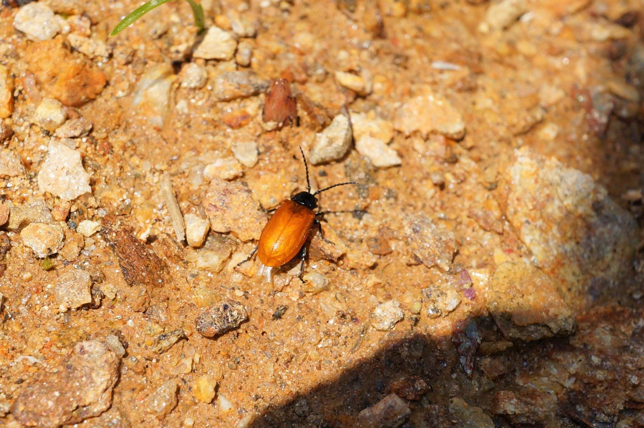 Phygasia fulvipennis