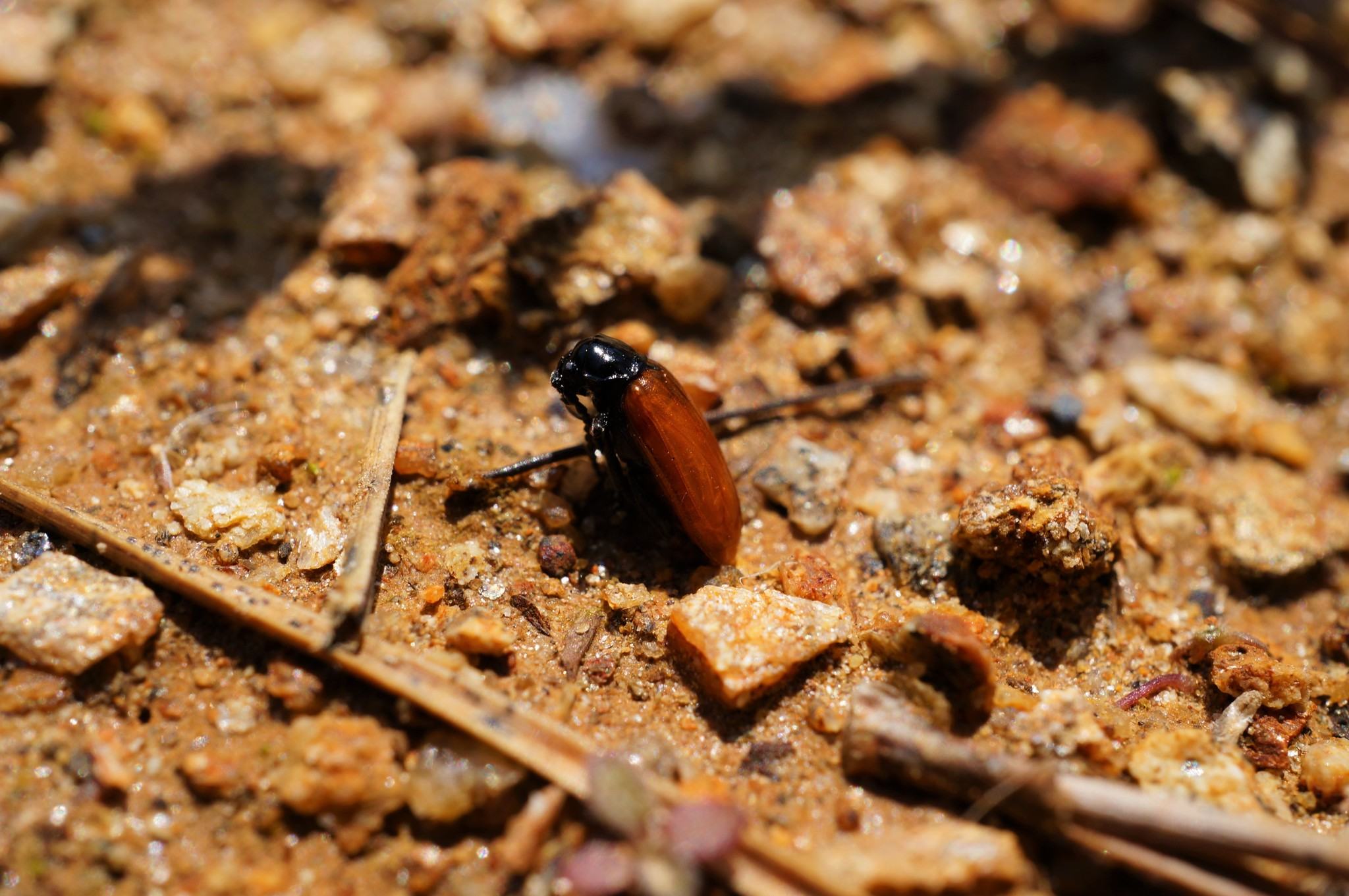 Phygasia fulvipennis