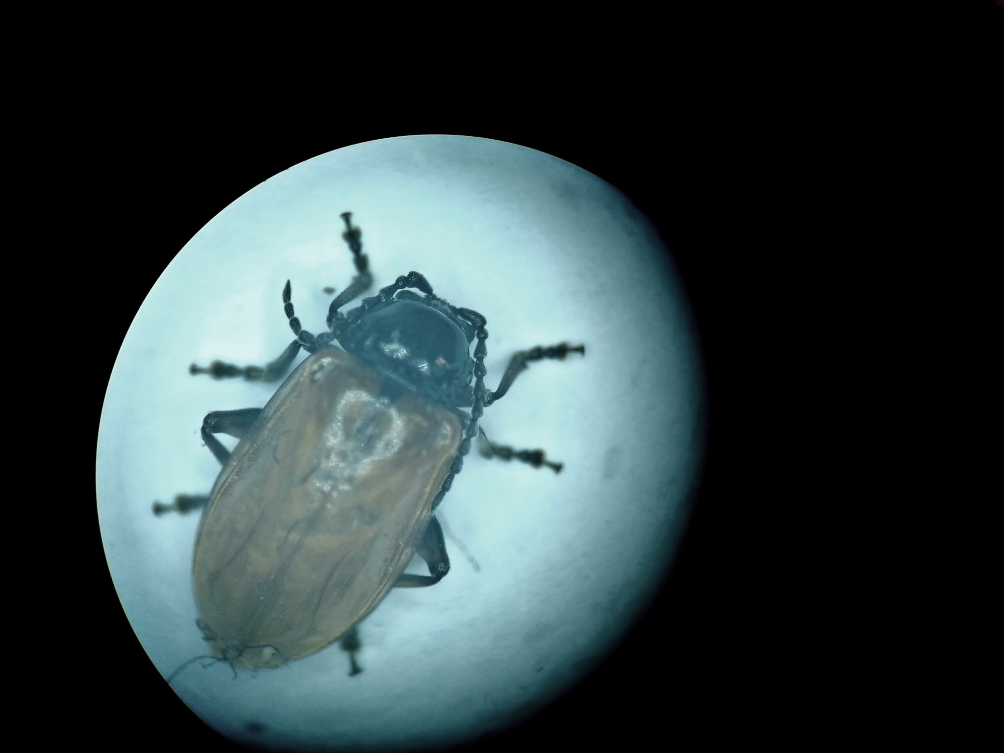 Phygasia fulvipennis
