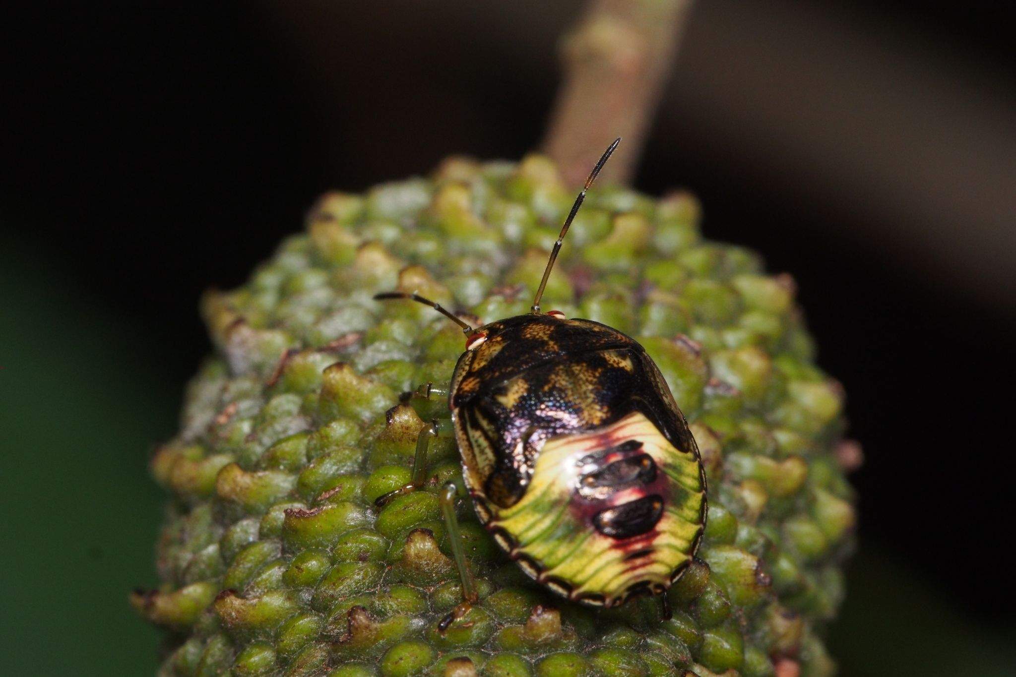 Plautia stali
