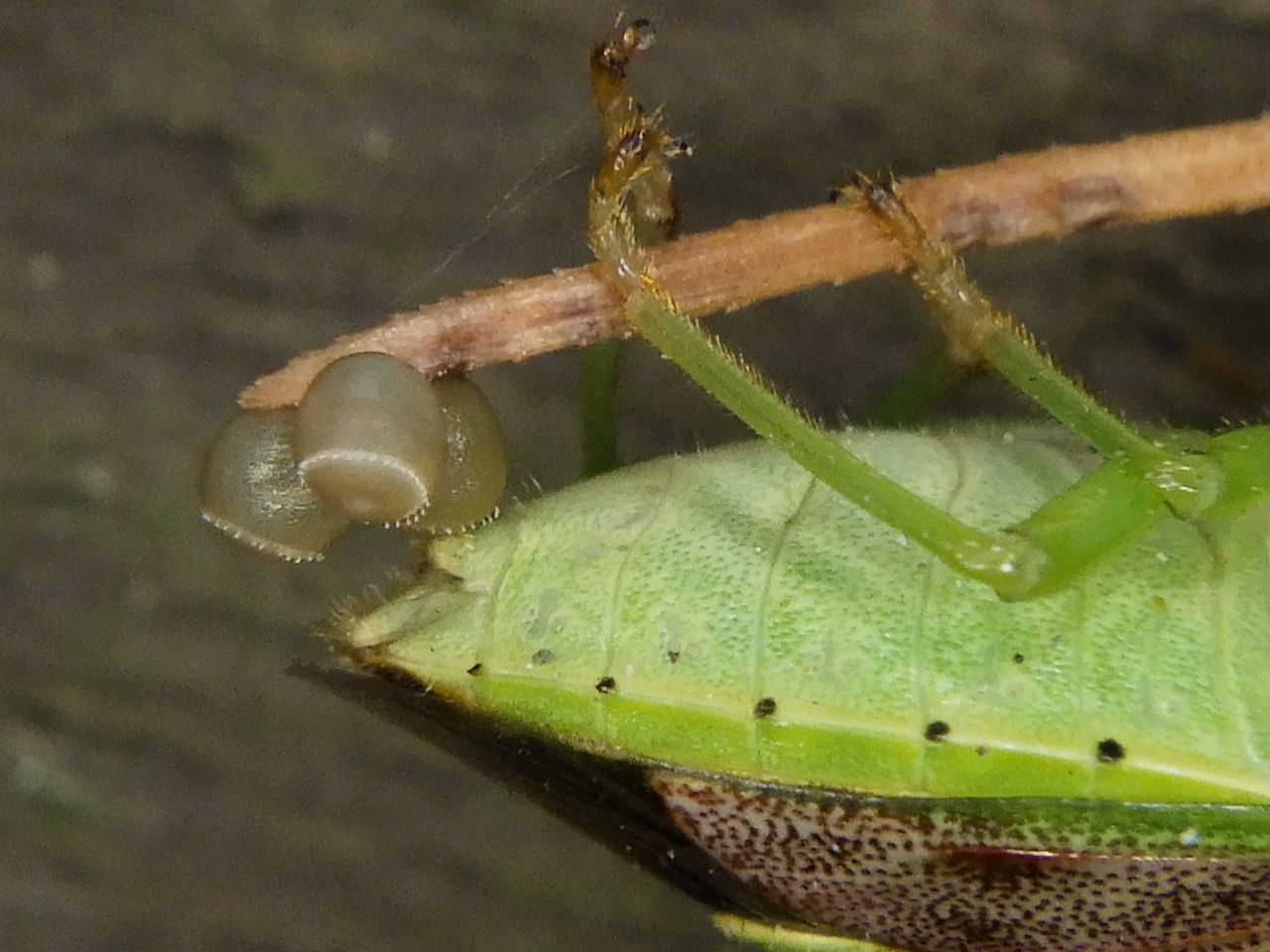 Plautia stali