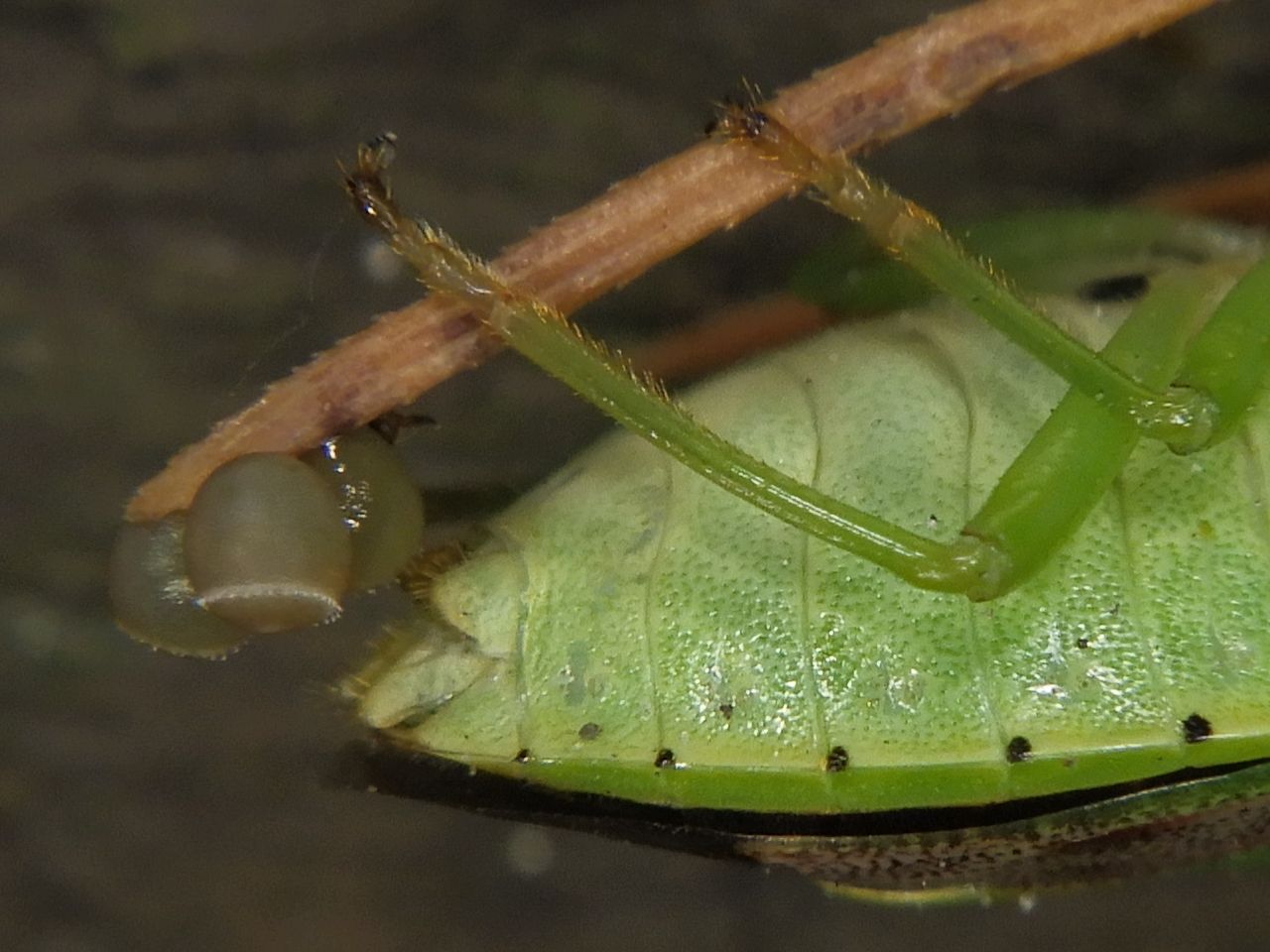 Plautia stali