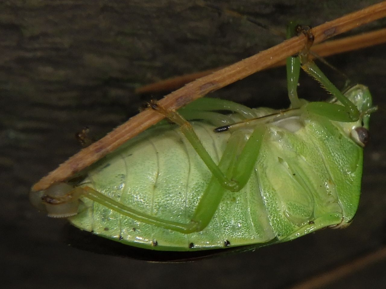 Plautia stali