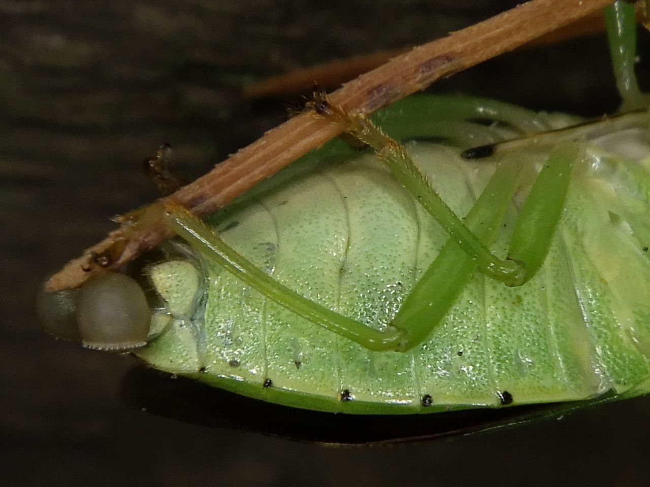 Plautia stali