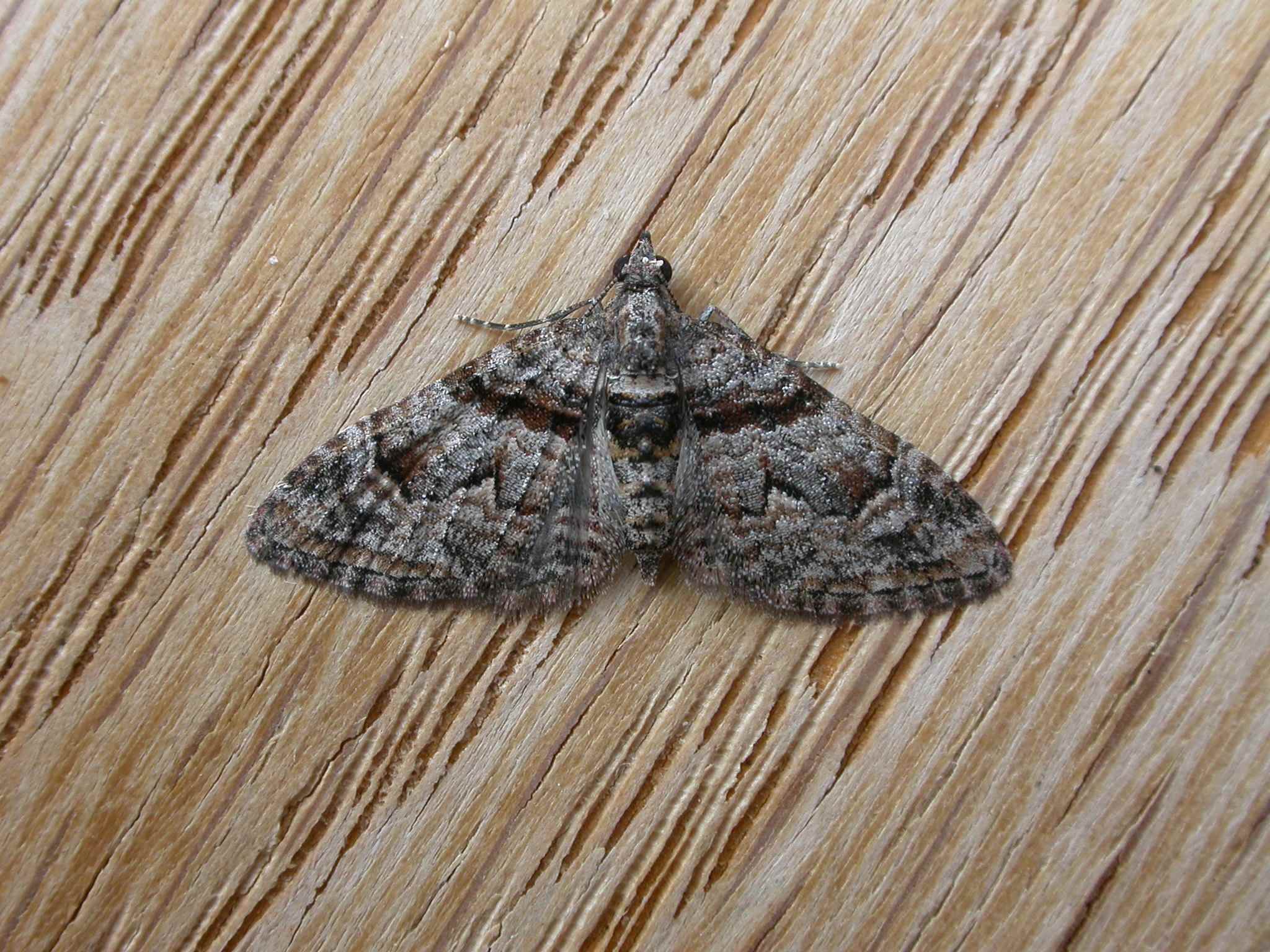 Phrissogonus laticostata