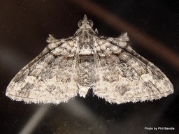 Phrissogonus laticostata