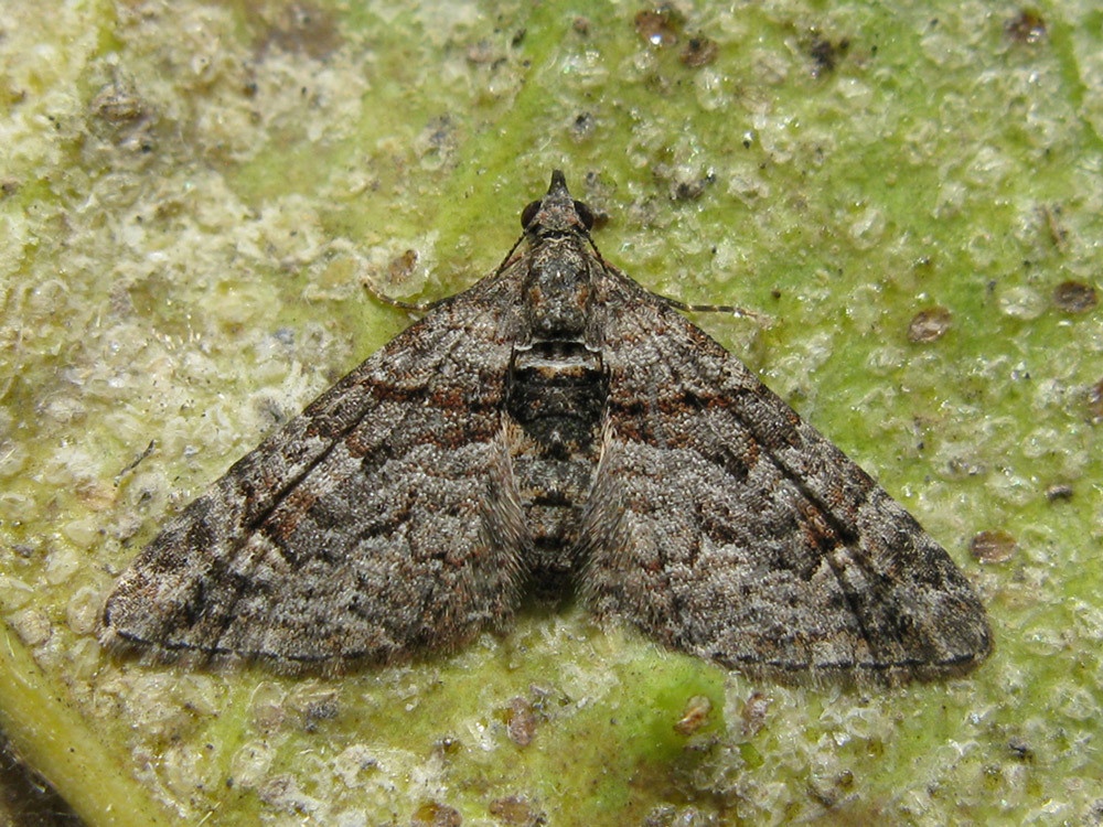 Phrissogonus laticostata