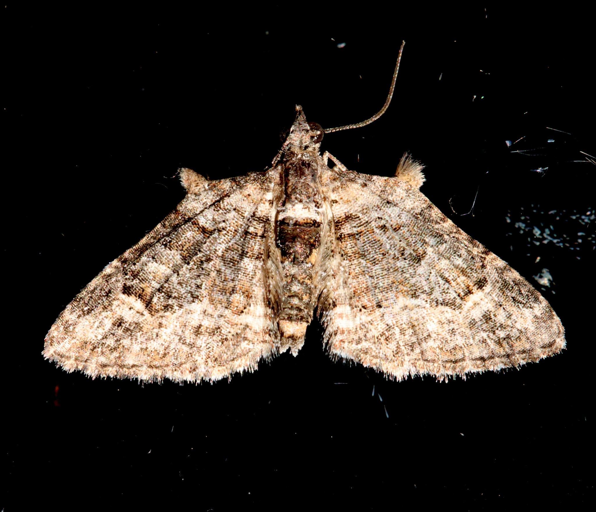 Phrissogonus laticostata