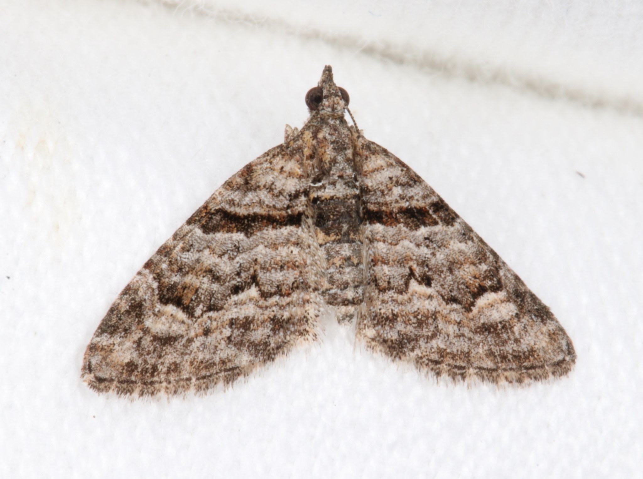 Phrissogonus laticostata