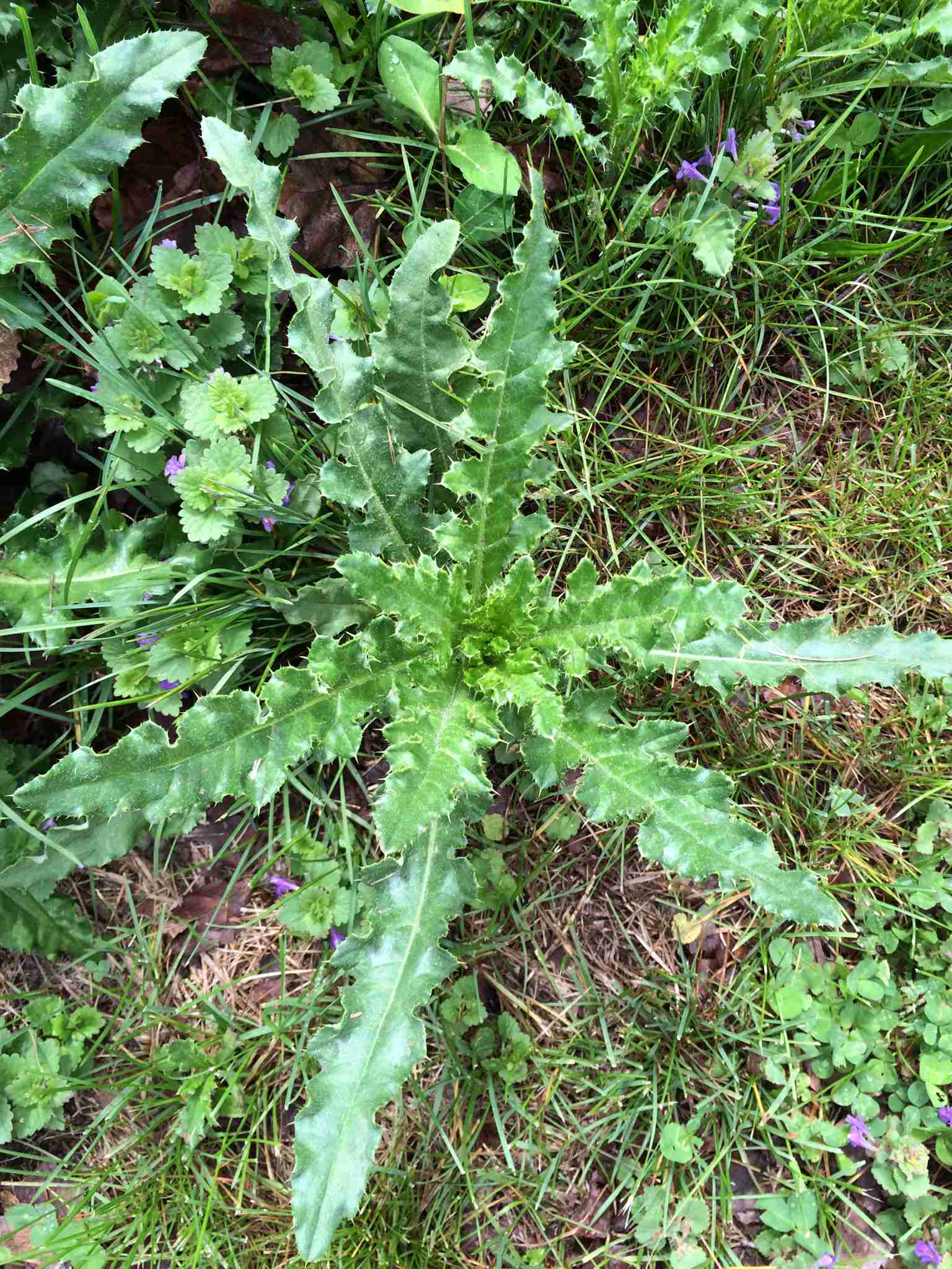 Cirsium arvense