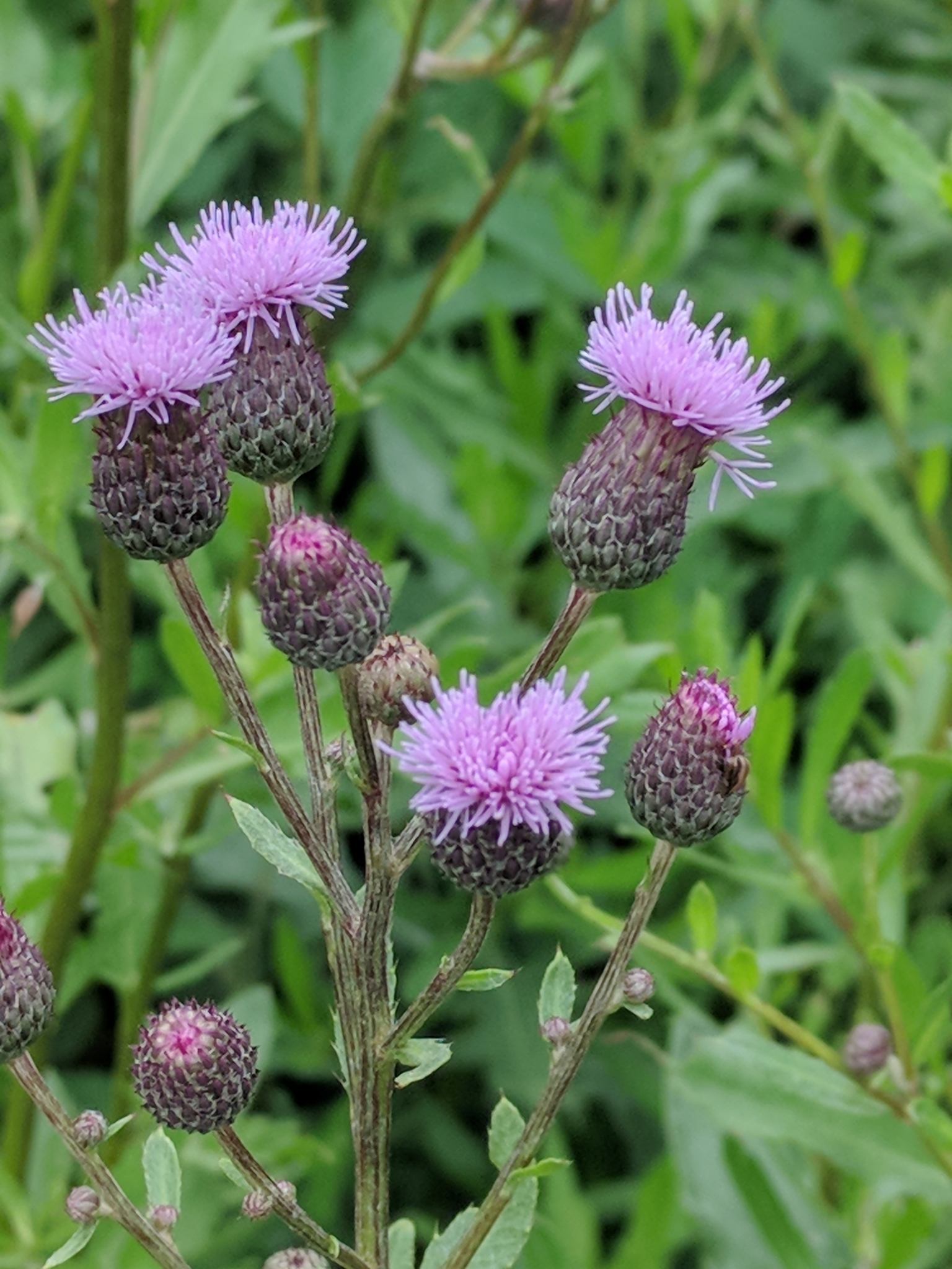 Cirsium arvense