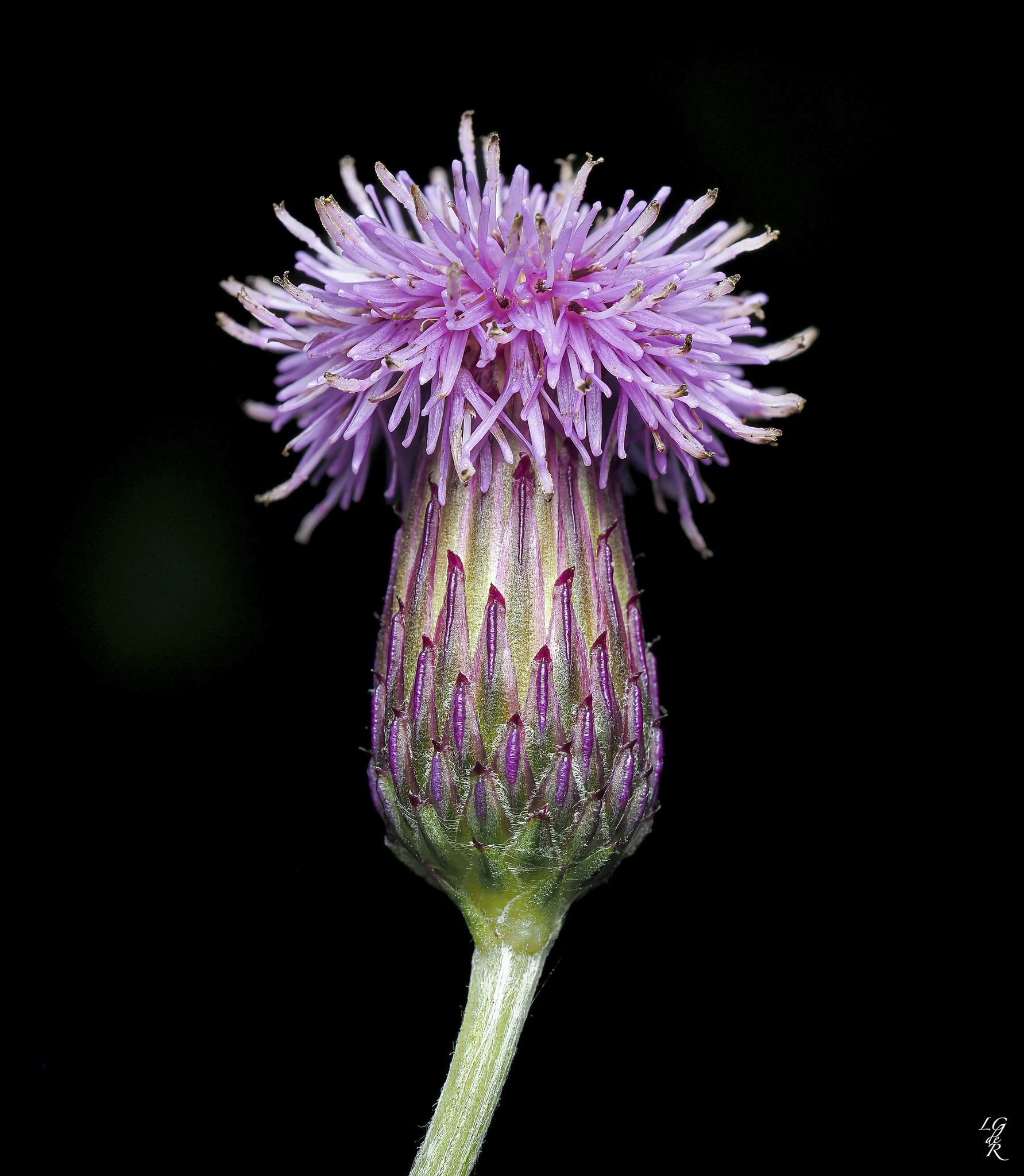 Cirsium arvense