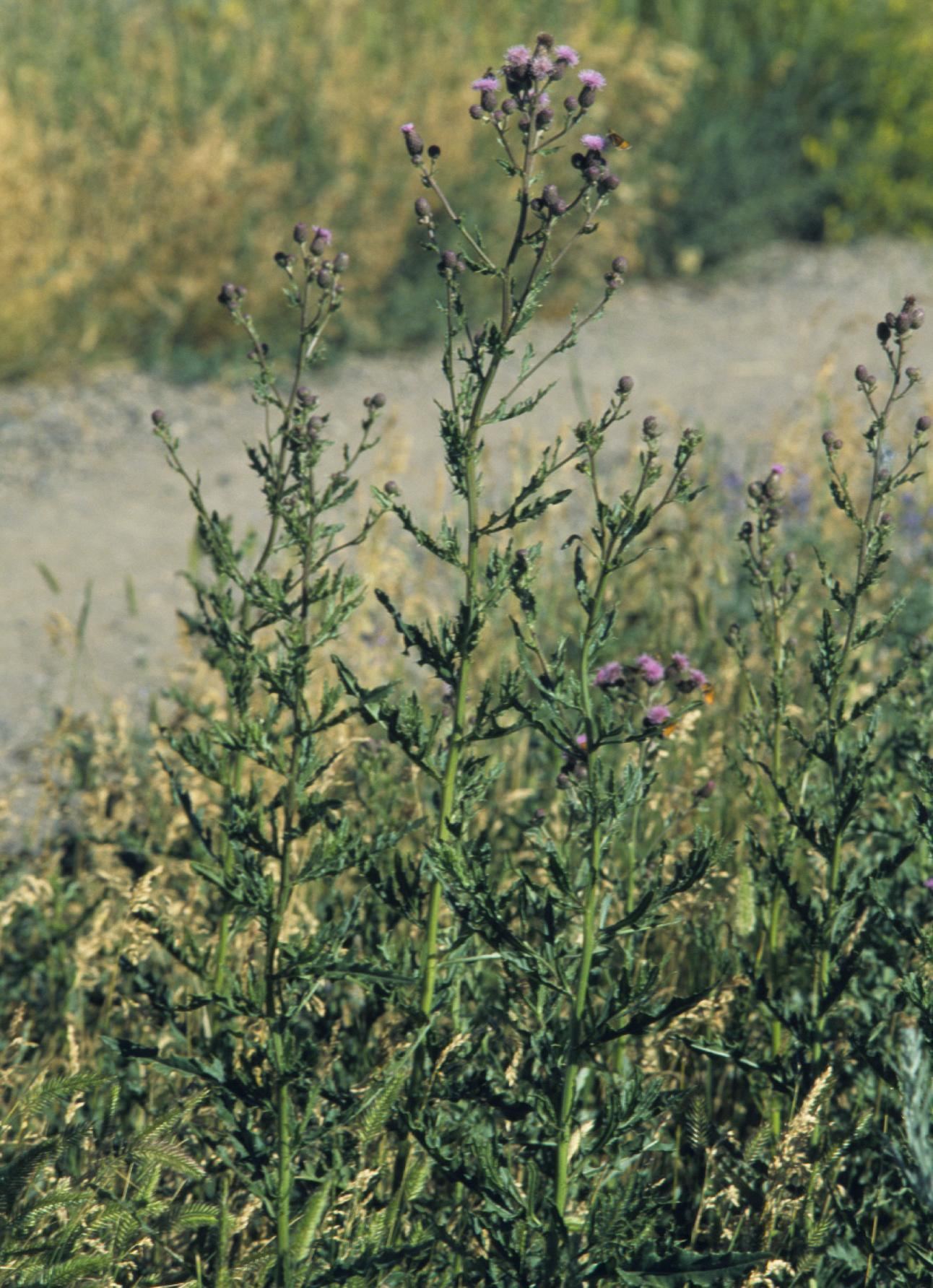 Cirsium arvense