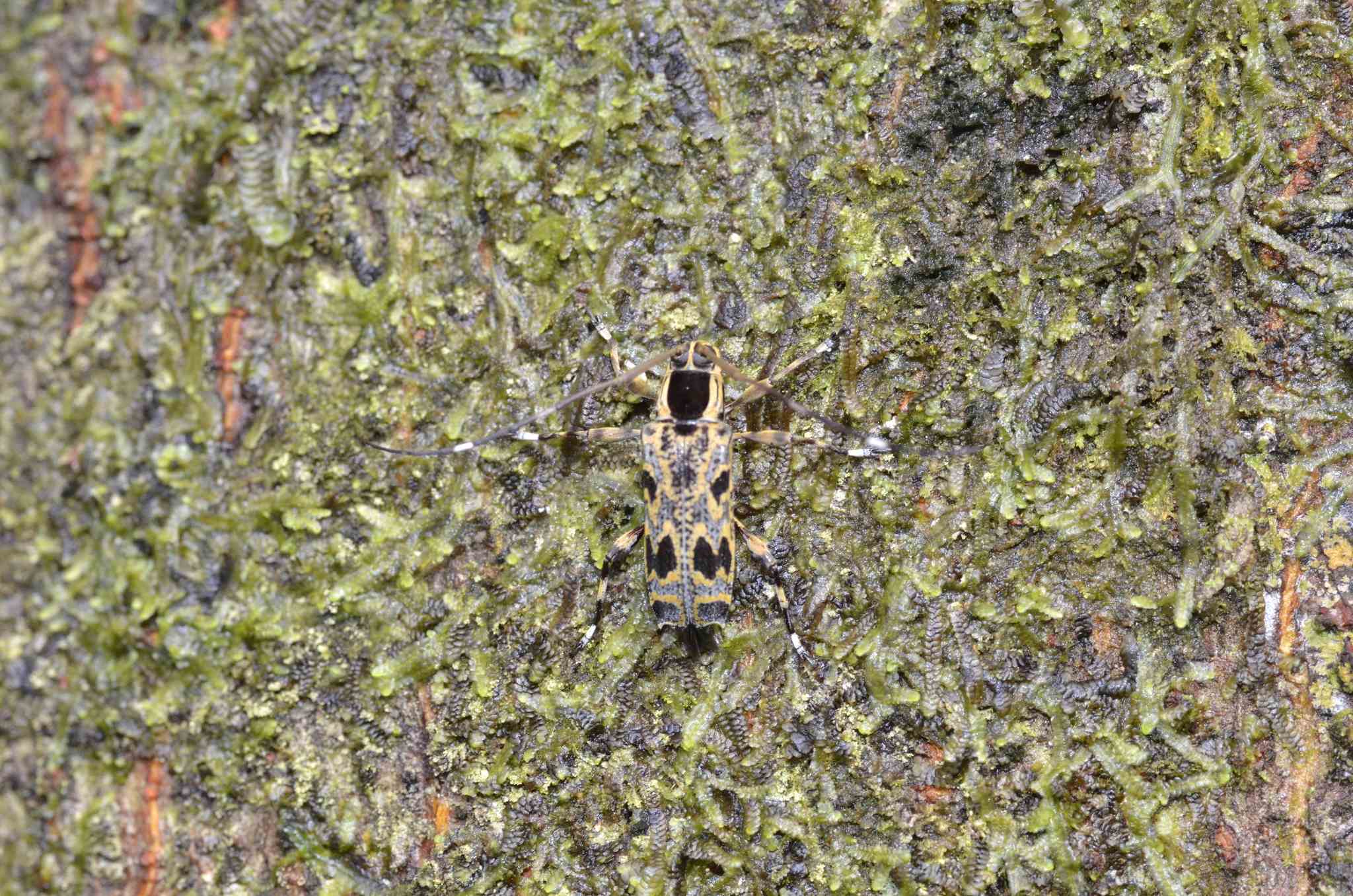 Colobothea