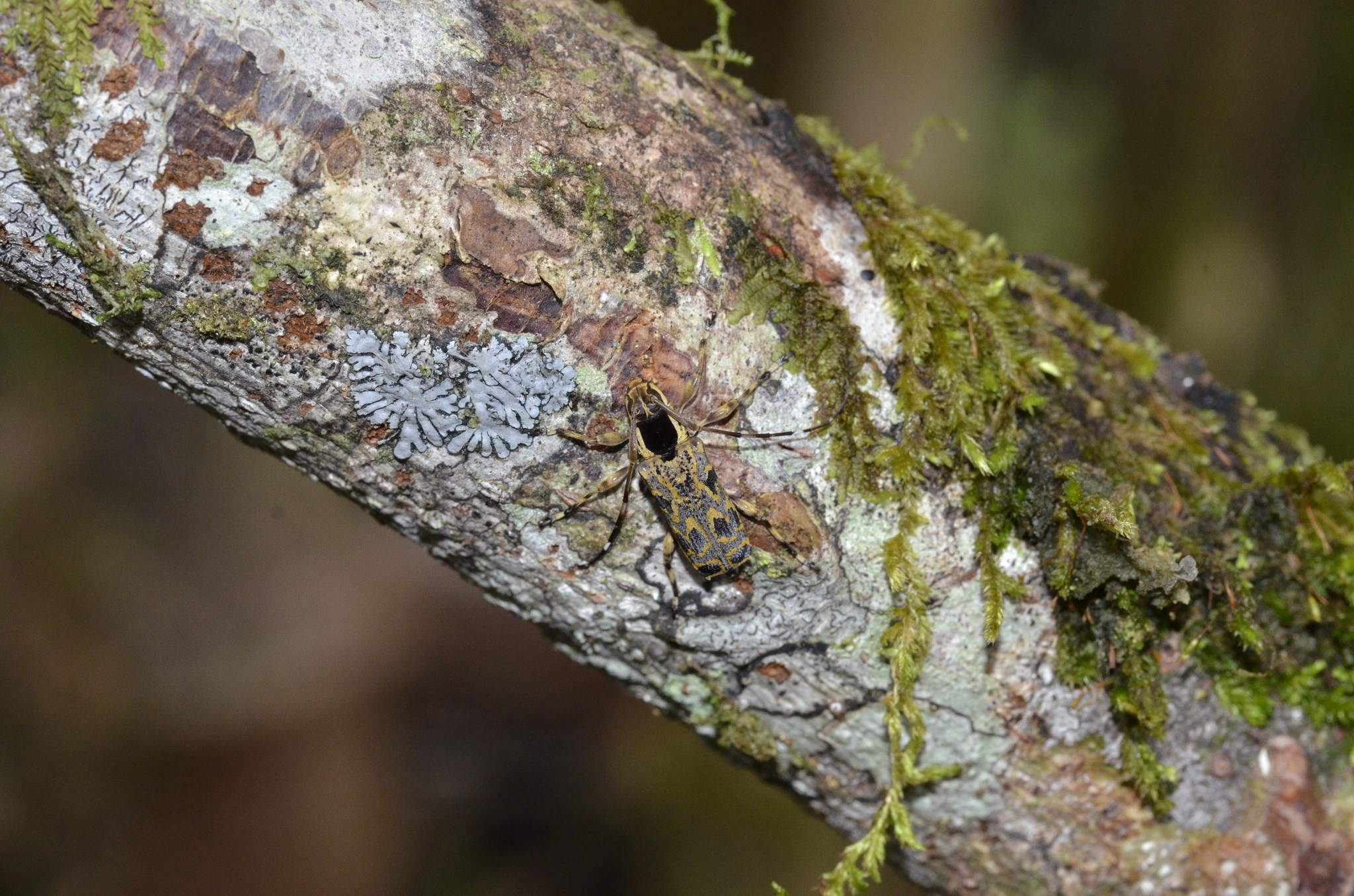 Colobothea
