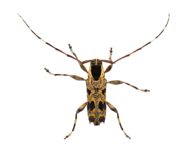 Colobothea