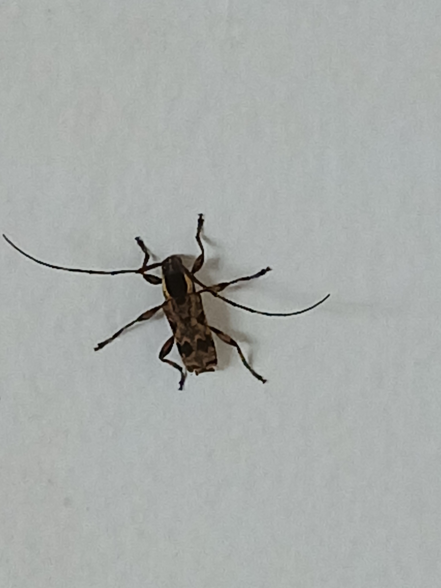 Colobothea