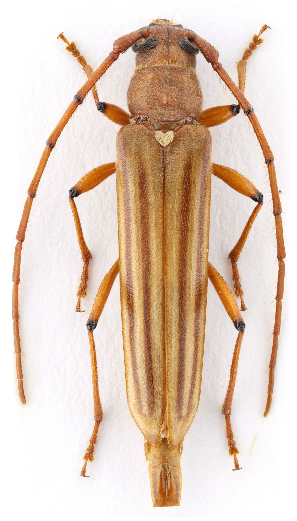 Malacopterus