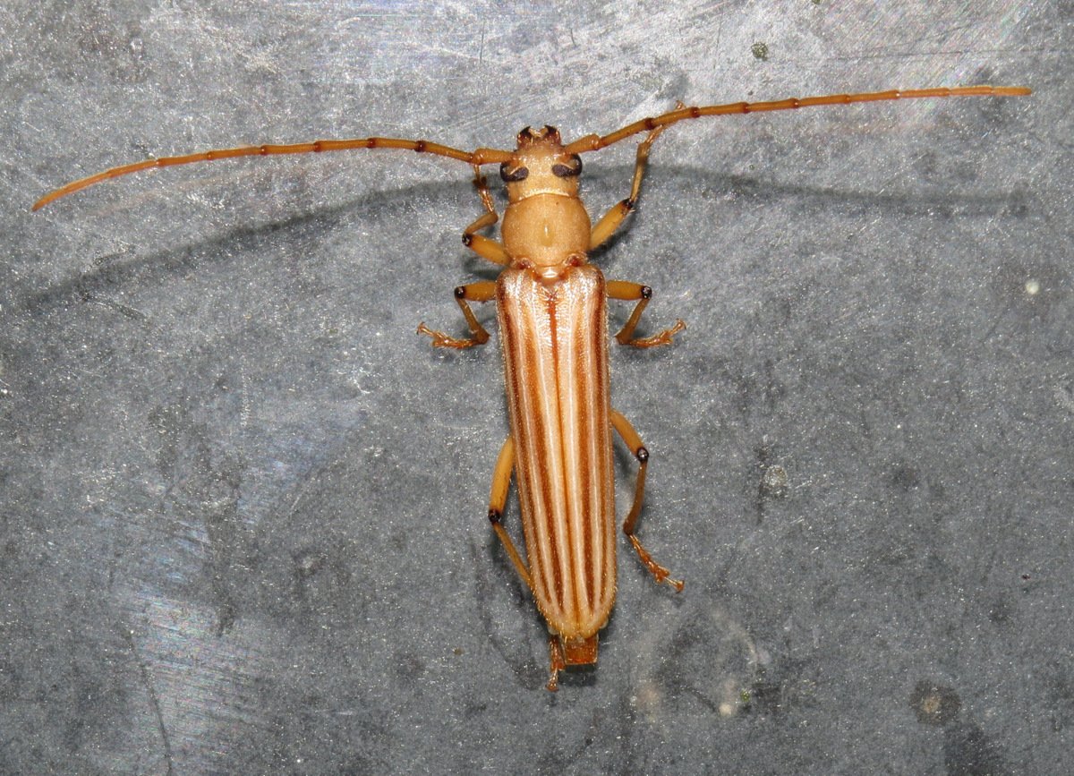 Malacopterus