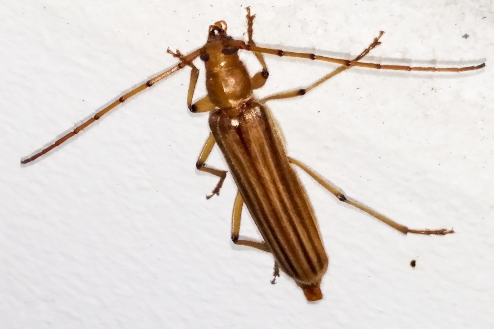 Malacopterus