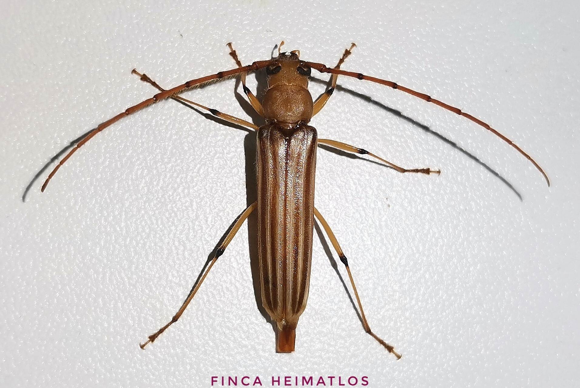 Malacopterus