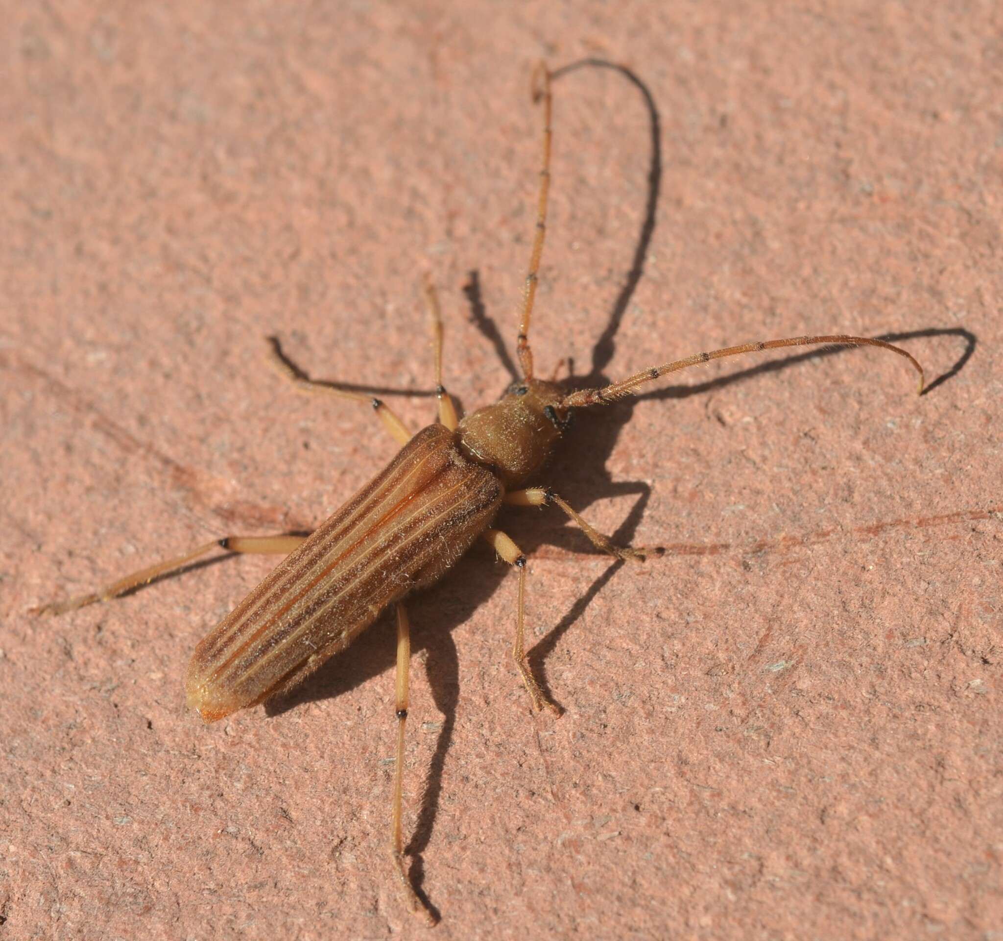 Malacopterus