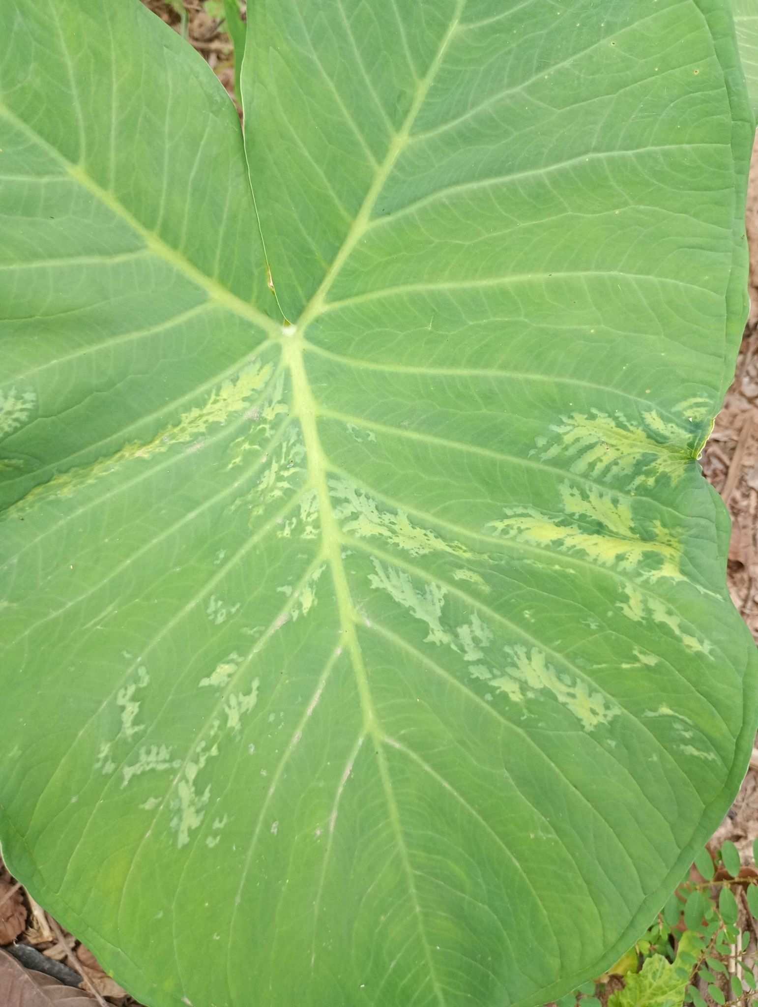 Dasheen mosaic virus