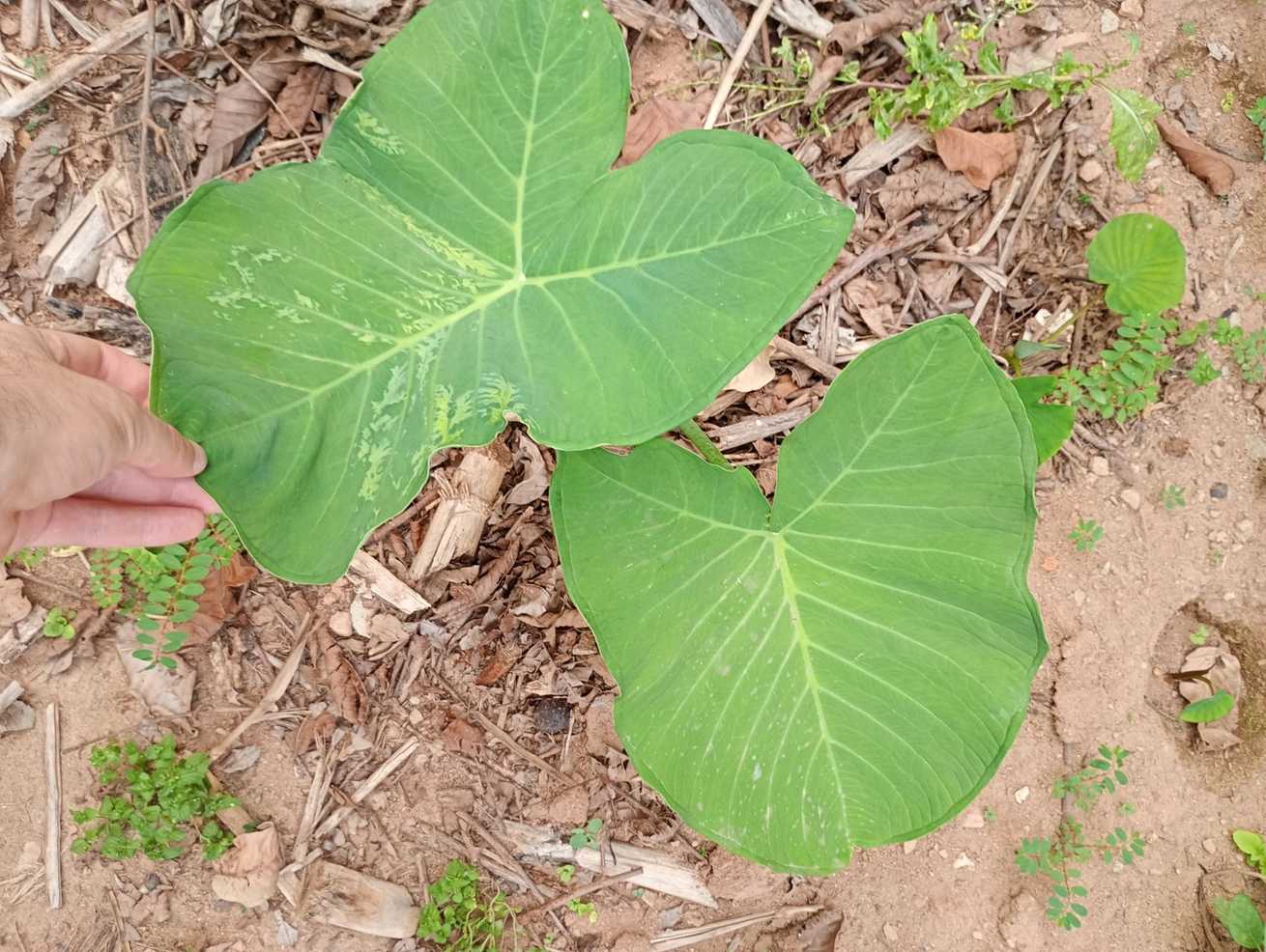 Dasheen mosaic virus
