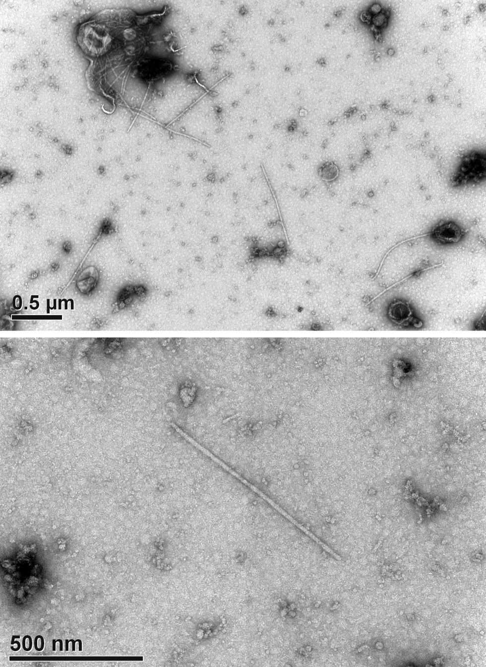 Dasheen mosaic virus