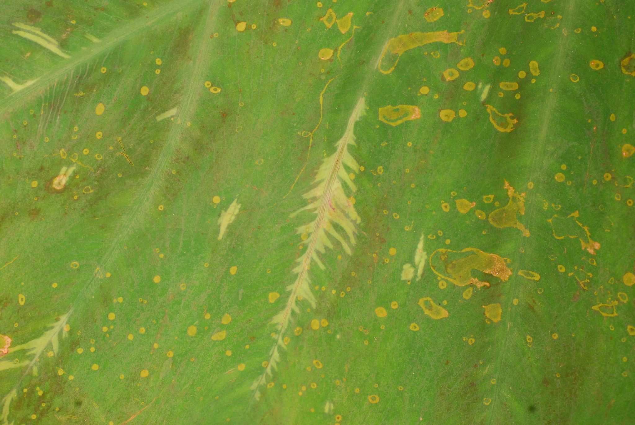 Dasheen mosaic virus