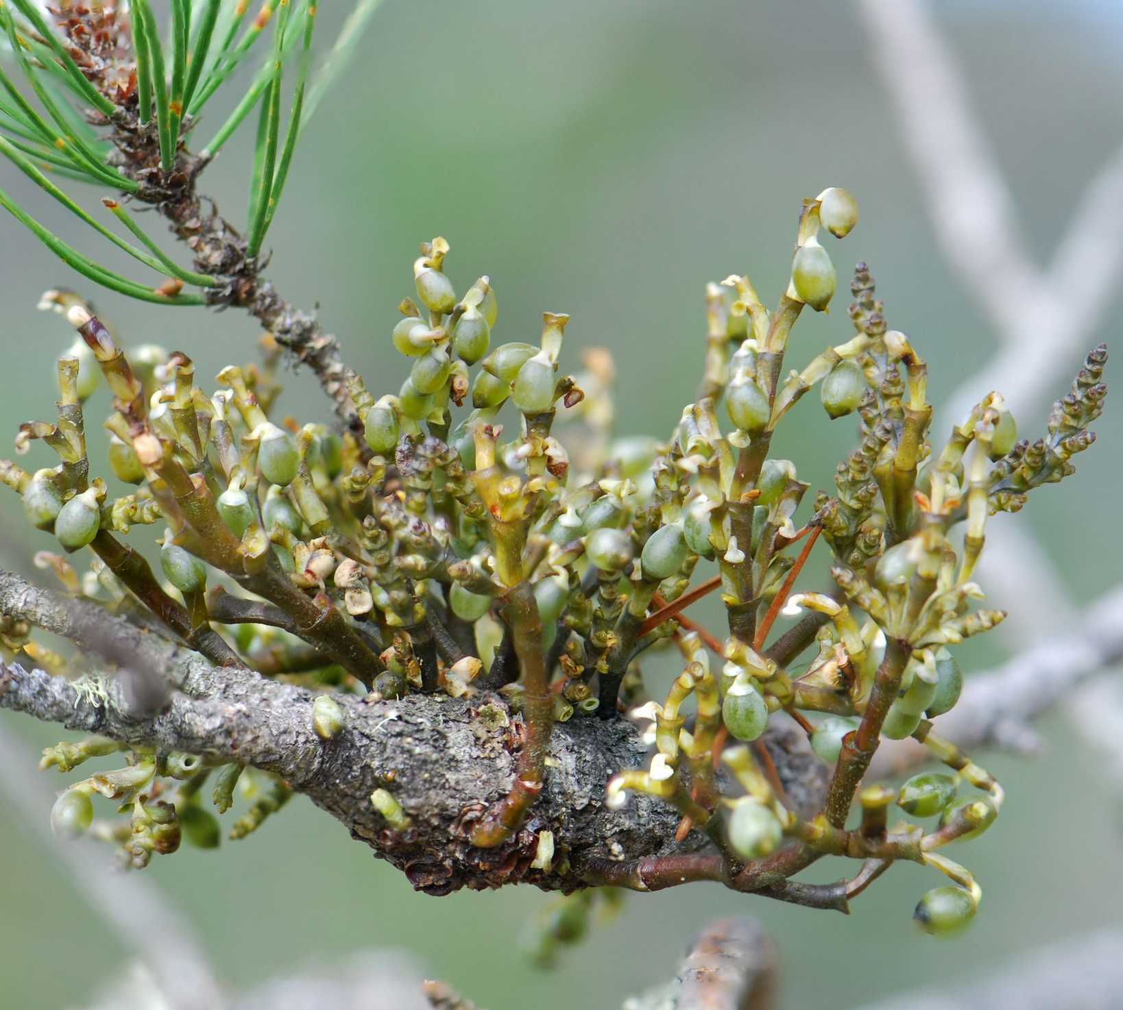 Arceuthobium tsugense