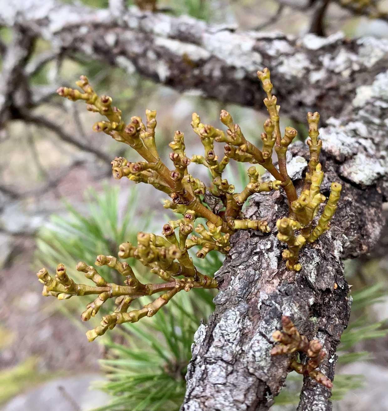 Arceuthobium tsugense