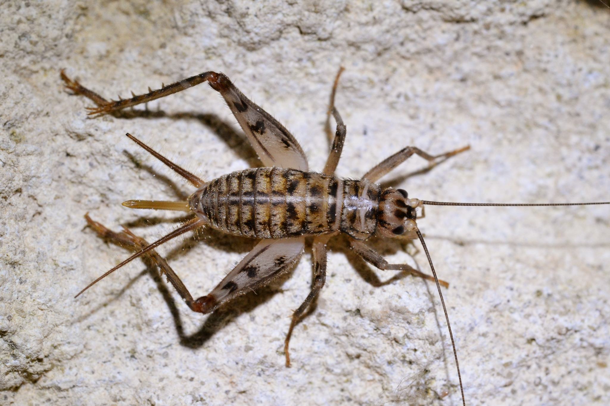Gryllomorpha dalmatina