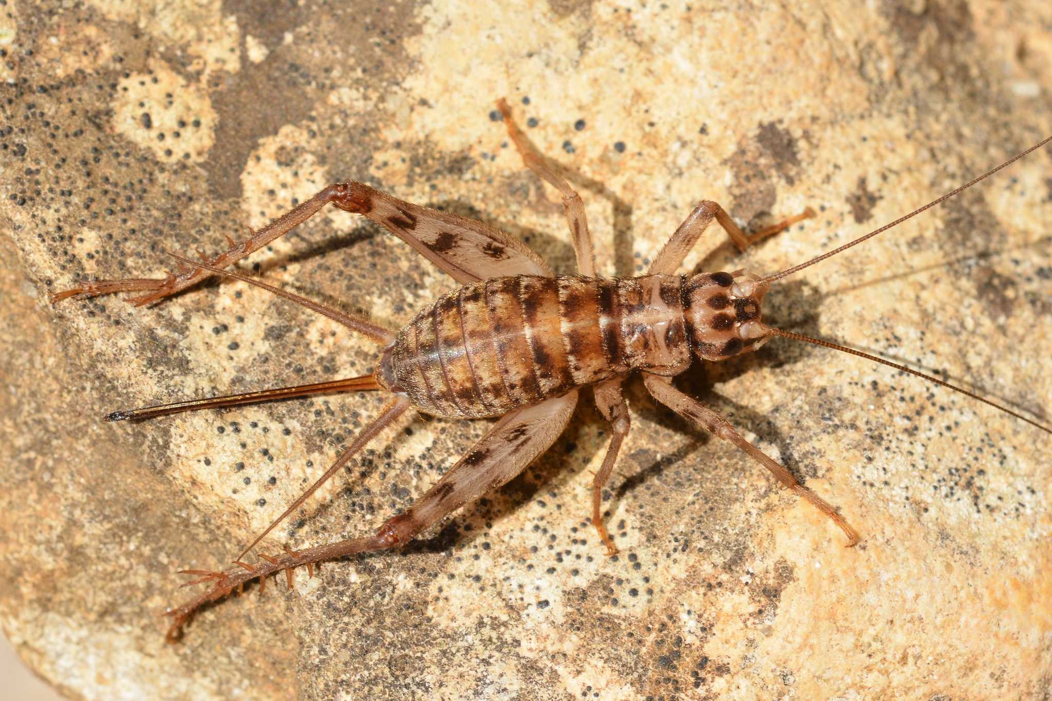 Gryllomorpha dalmatina