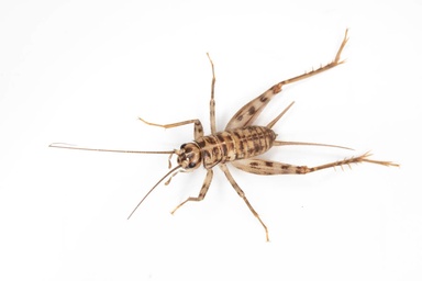 Gryllomorpha dalmatina