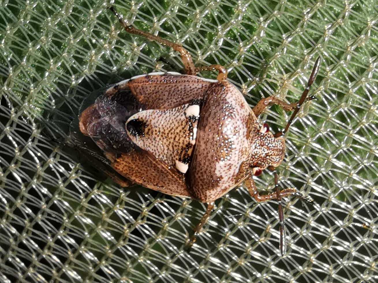 Stagonomus bipunctatus