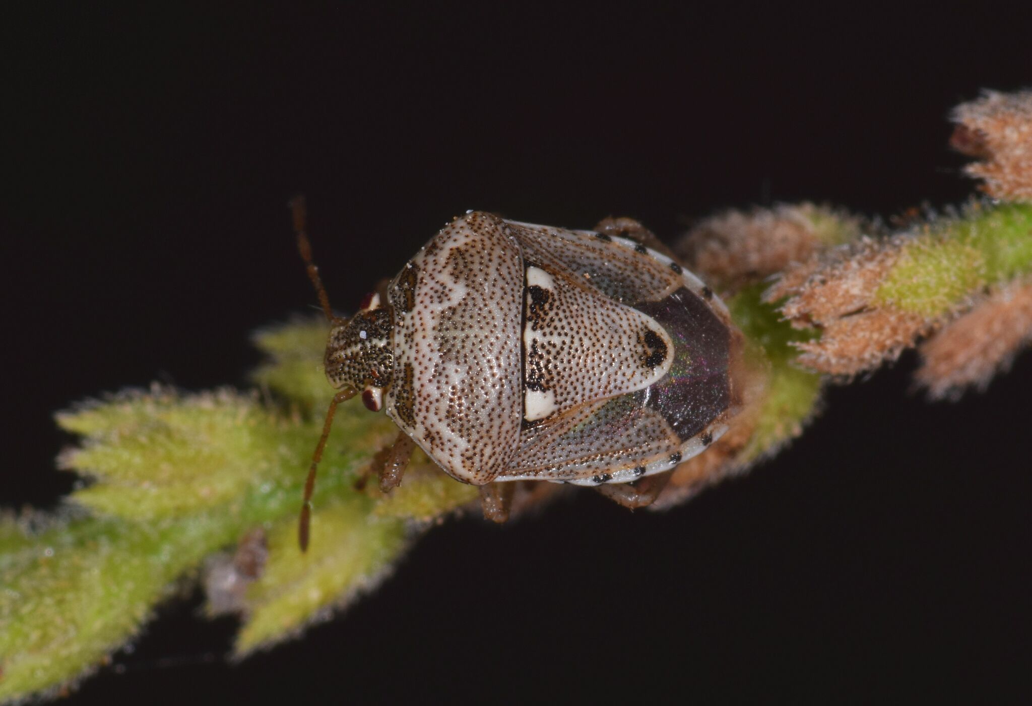 Stagonomus bipunctatus