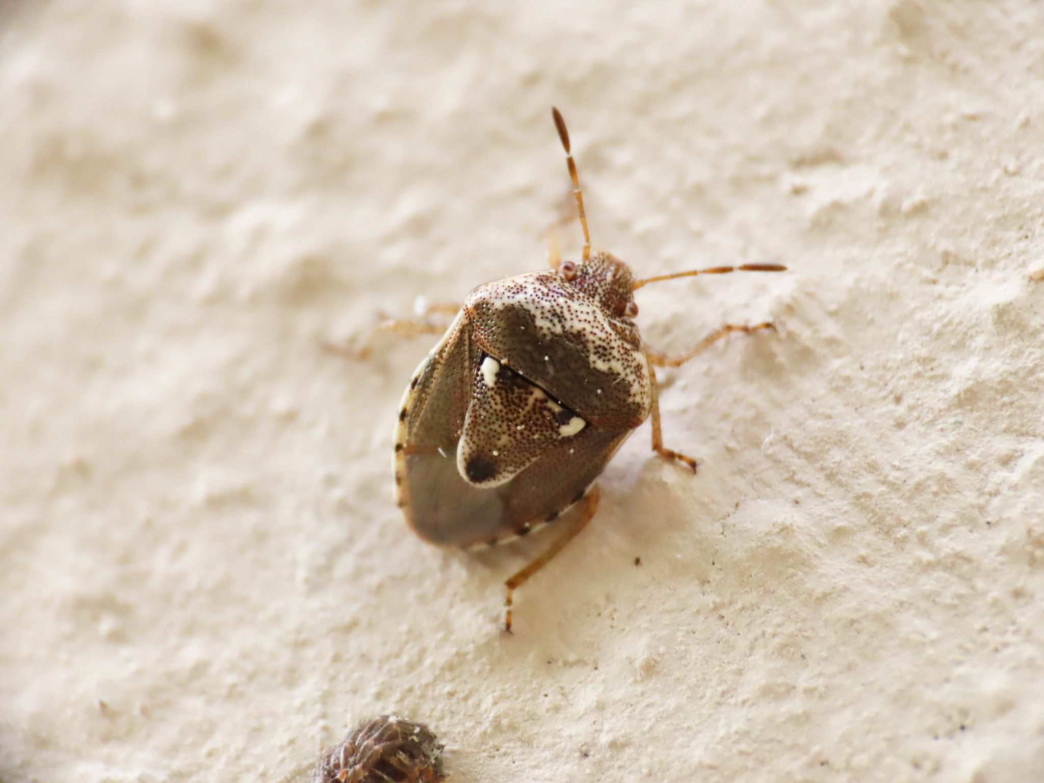 Stagonomus bipunctatus