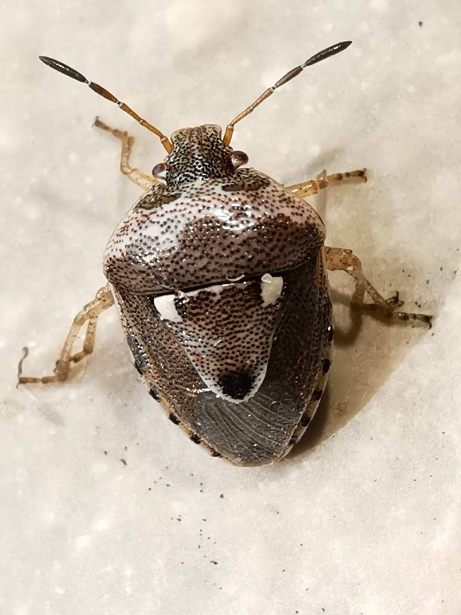 Stagonomus bipunctatus